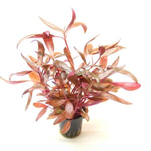 Alternanthera Reineckii ‘Red’
