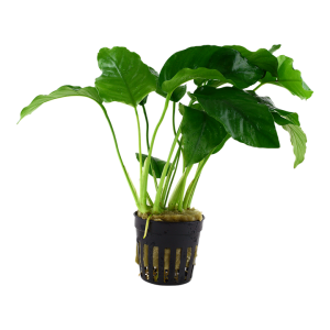 Anubia Barteri