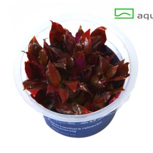 Alternanthera reineckii Rosanervig